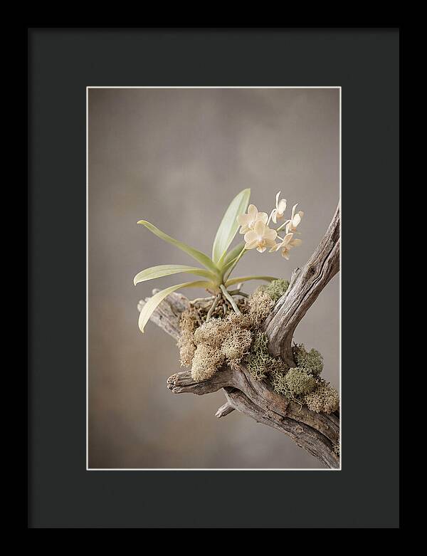 Orchid On Driftwood Mount