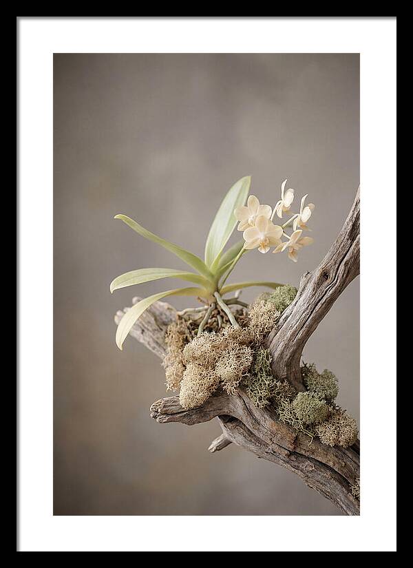 Orchid On Driftwood Mount
