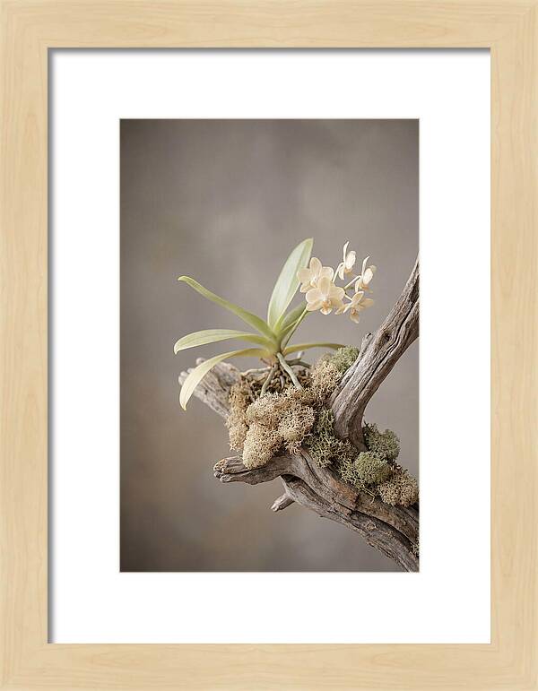 Orchid On Driftwood Mount