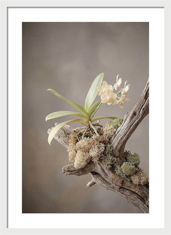 Orchid On Driftwood Mount