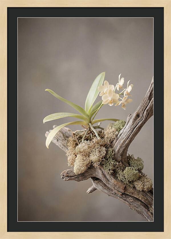 Orchid On Driftwood Mount
