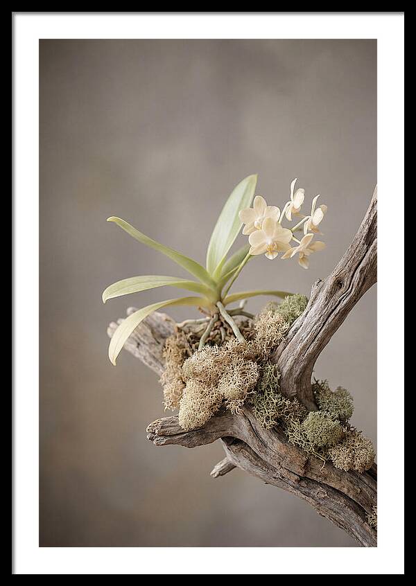 Orchid On Driftwood Mount