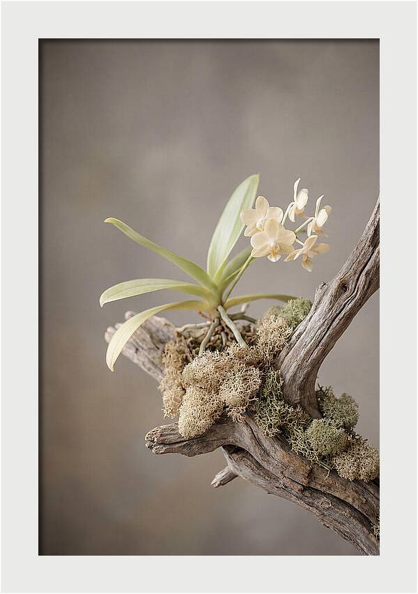 Orchid On Driftwood Mount