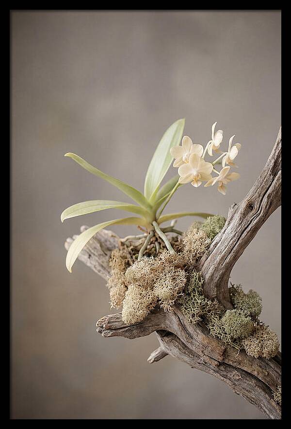 Orchid On Driftwood Mount