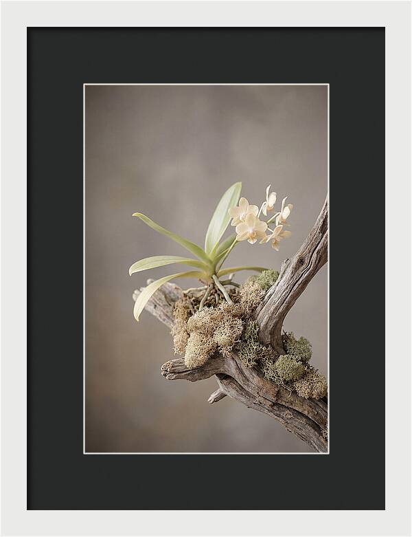 Orchid On Driftwood Mount