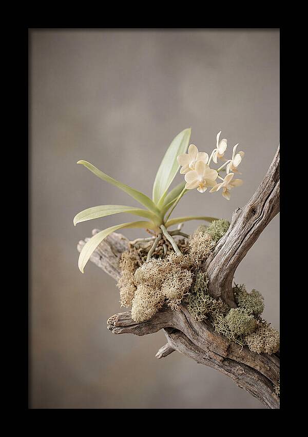 Orchid On Driftwood Mount