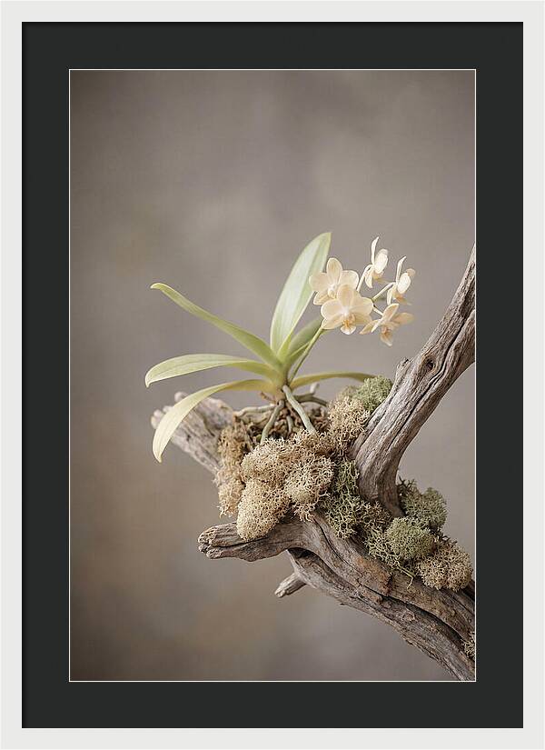 Orchid On Driftwood Mount