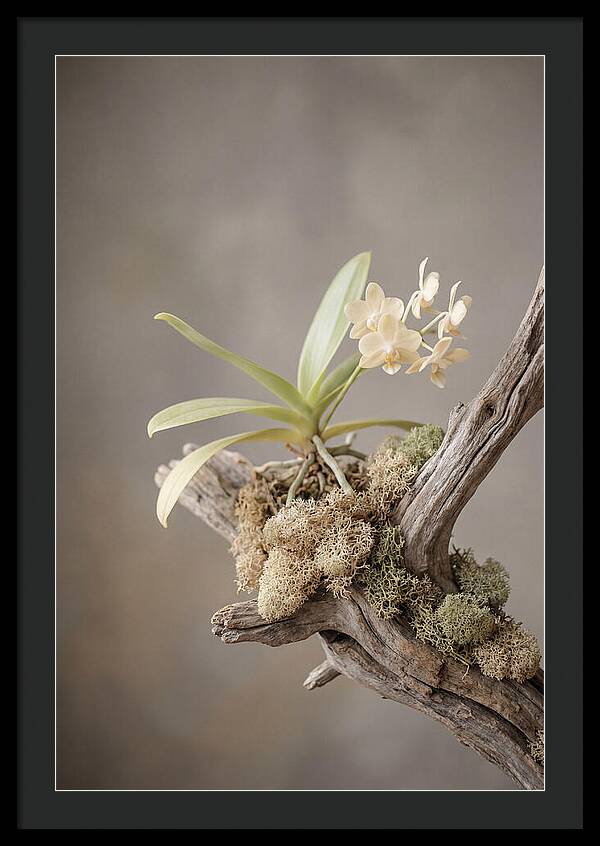 Orchid On Driftwood Mount