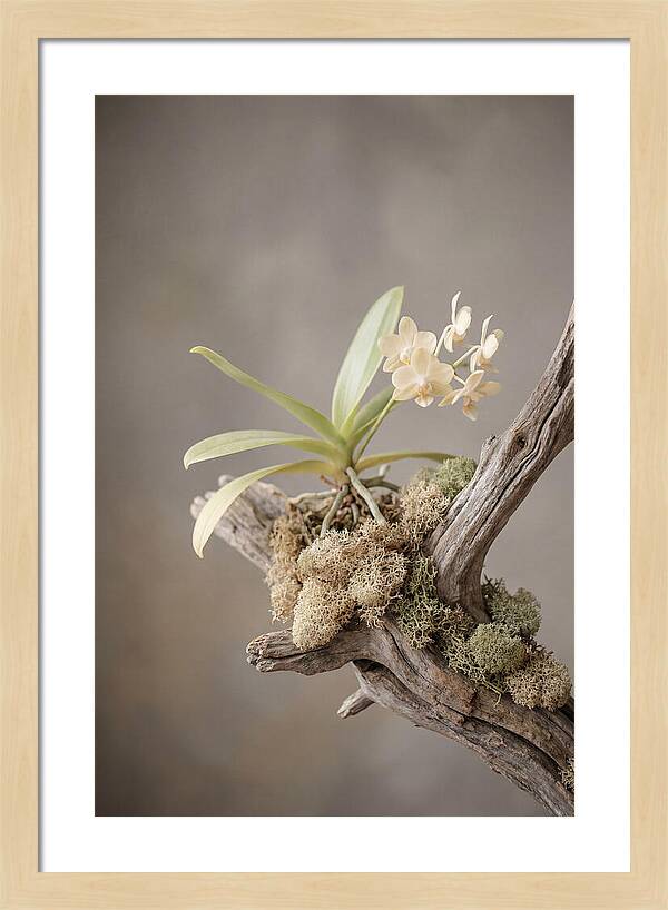 Orchid On Driftwood Mount