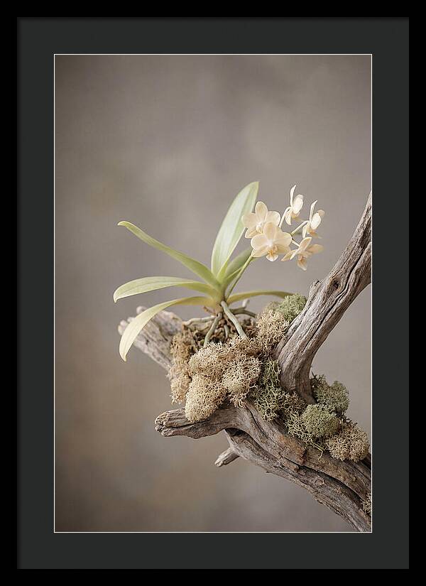 Orchid On Driftwood Mount
