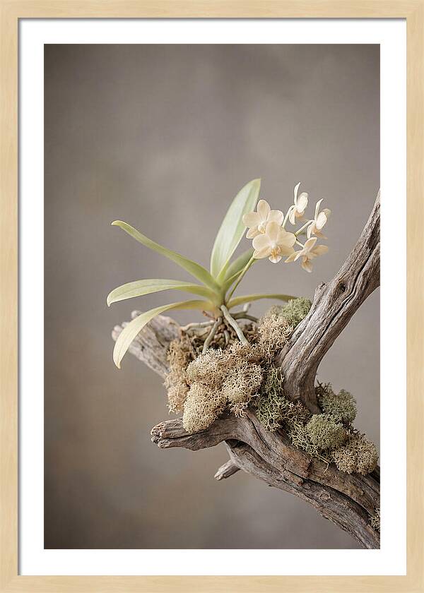 Orchid On Driftwood Mount