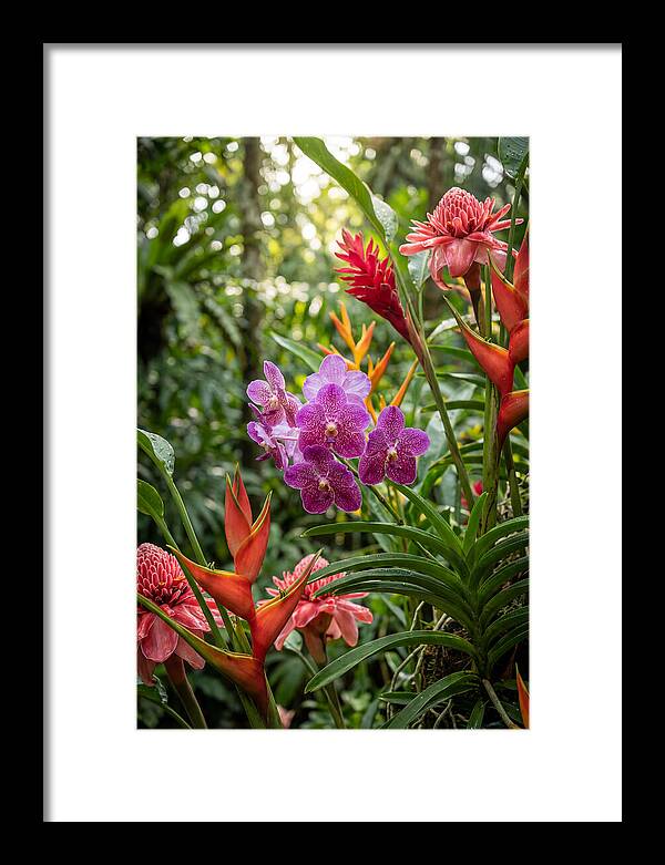 Orchid Paradise In Singapore