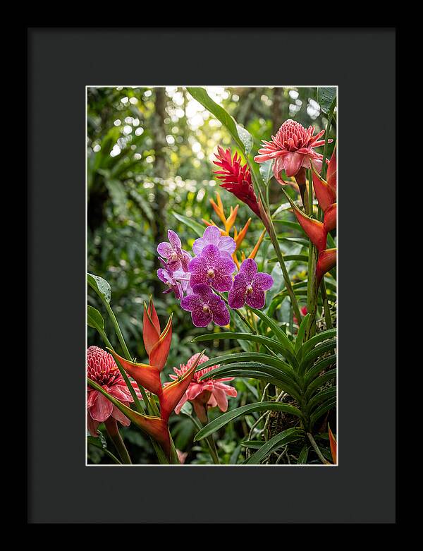 Orchid Paradise In Singapore