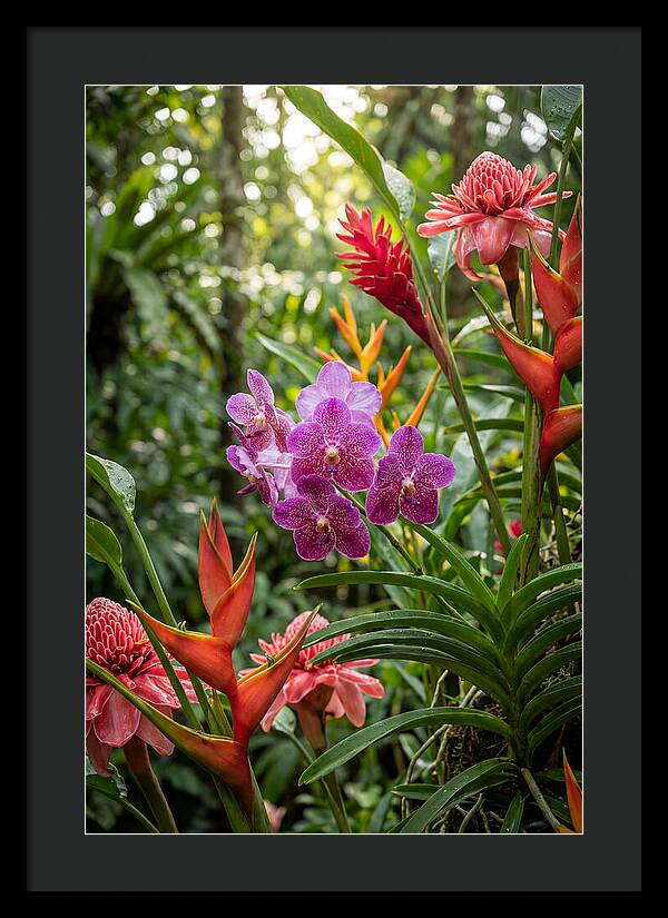 Orchid Paradise In Singapore