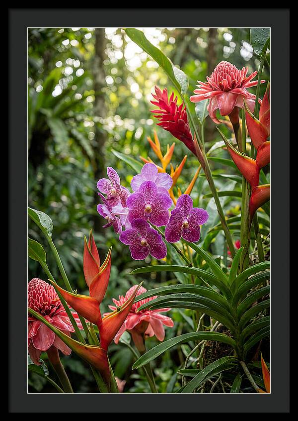 Orchid Paradise In Singapore