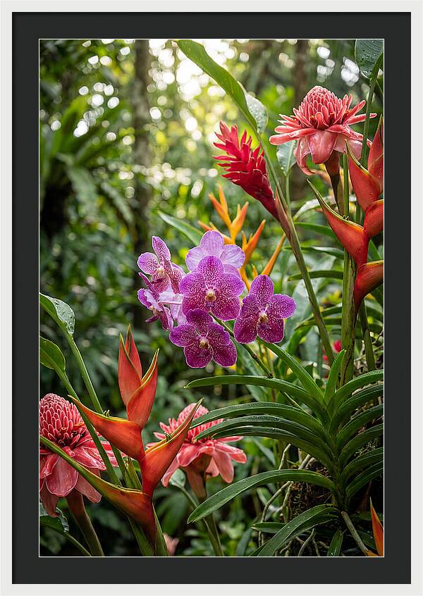 Orchid Paradise In Singapore