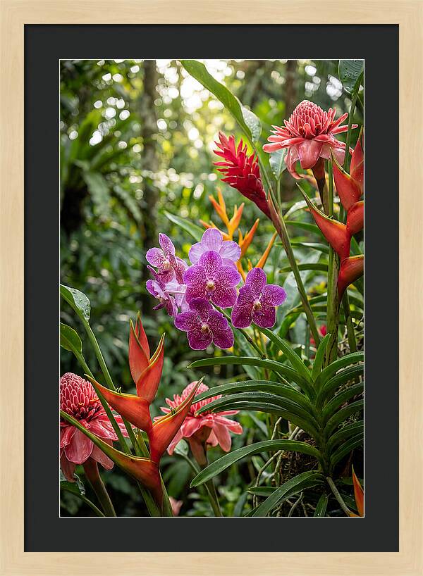 Orchid Paradise In Singapore