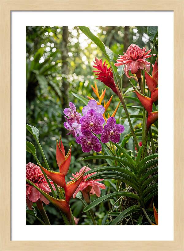 Orchid Paradise In Singapore
