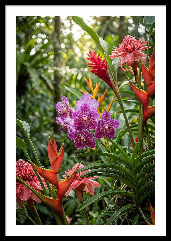 Orchid Paradise In Singapore