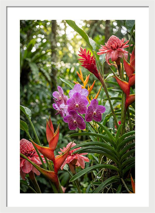 Orchid Paradise In Singapore