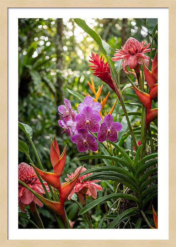 Orchid Paradise In Singapore