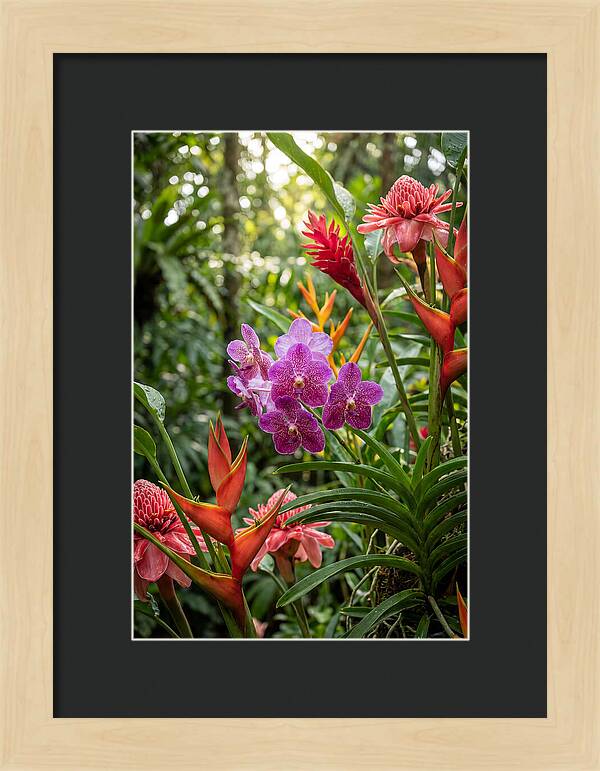 Orchid Paradise In Singapore