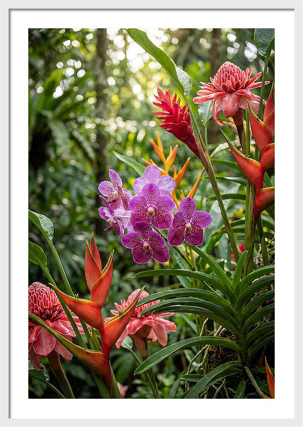 Orchid Paradise In Singapore