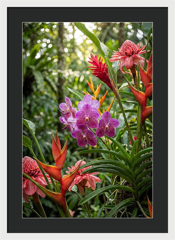 Orchid Paradise In Singapore