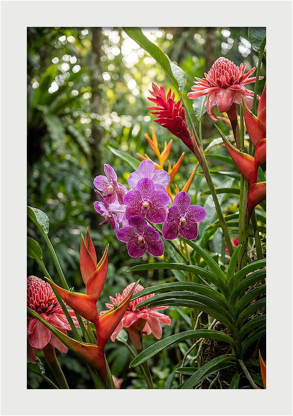Orchid Paradise In Singapore