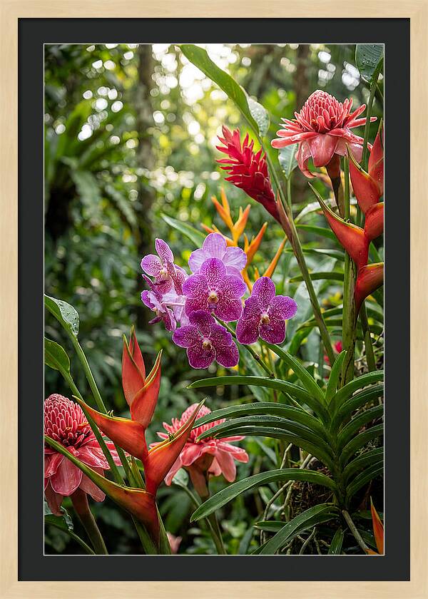 Orchid Paradise In Singapore