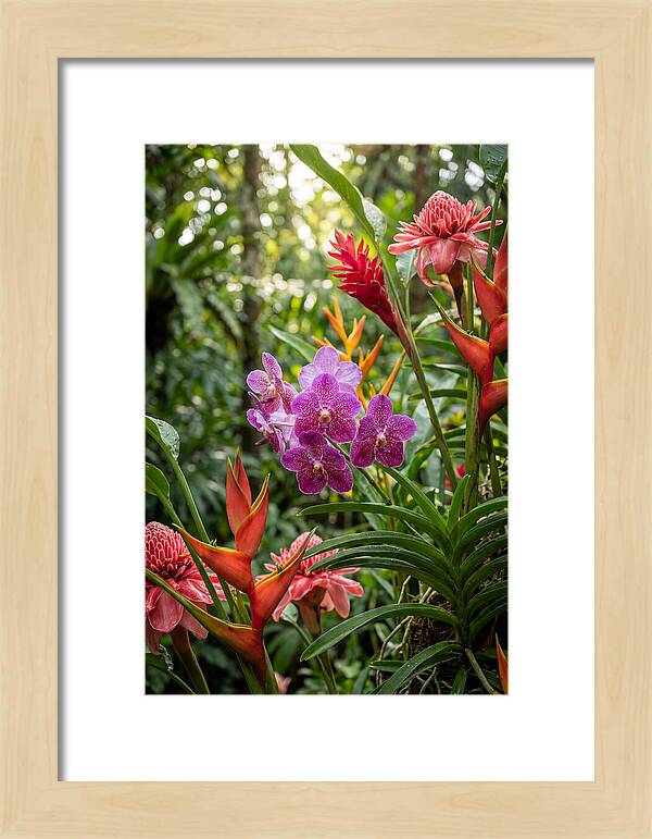 Orchid Paradise In Singapore