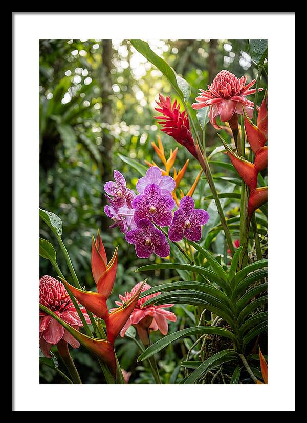 Orchid Paradise In Singapore