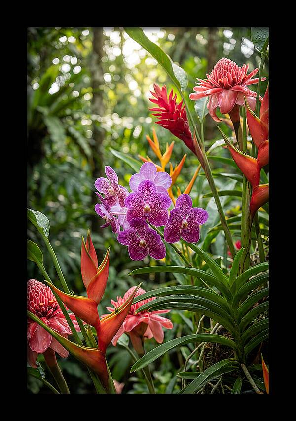 Orchid Paradise In Singapore