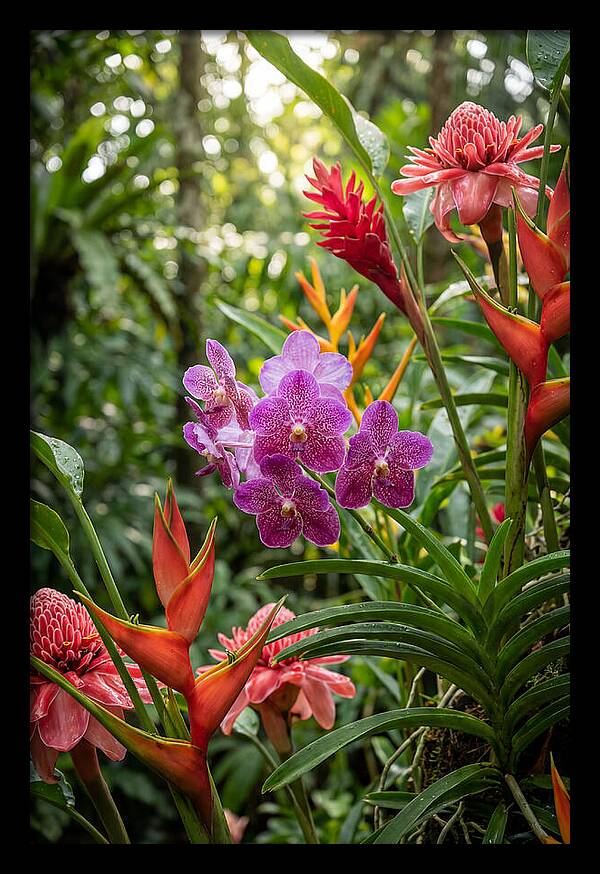 Orchid Paradise In Singapore