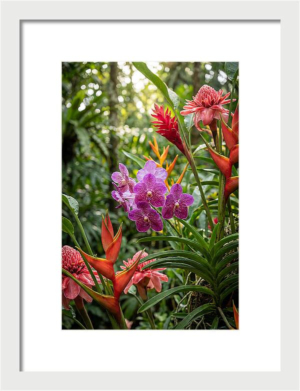 Orchid Paradise In Singapore