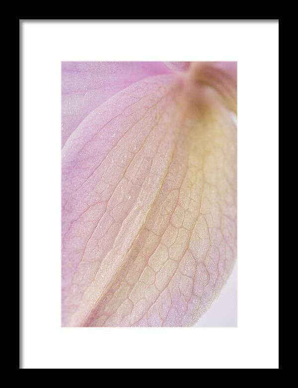 Orchid Petals In Soft Light