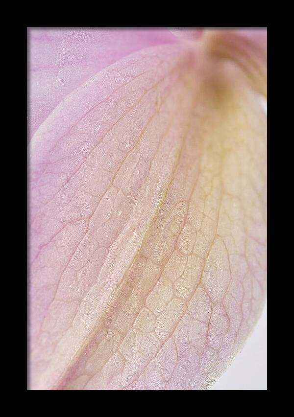 Orchid Petals In Soft Light