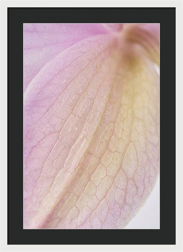 Orchid Petals In Soft Light
