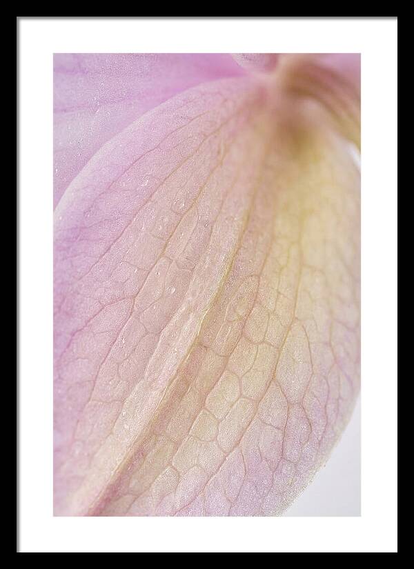 Orchid Petals In Soft Light