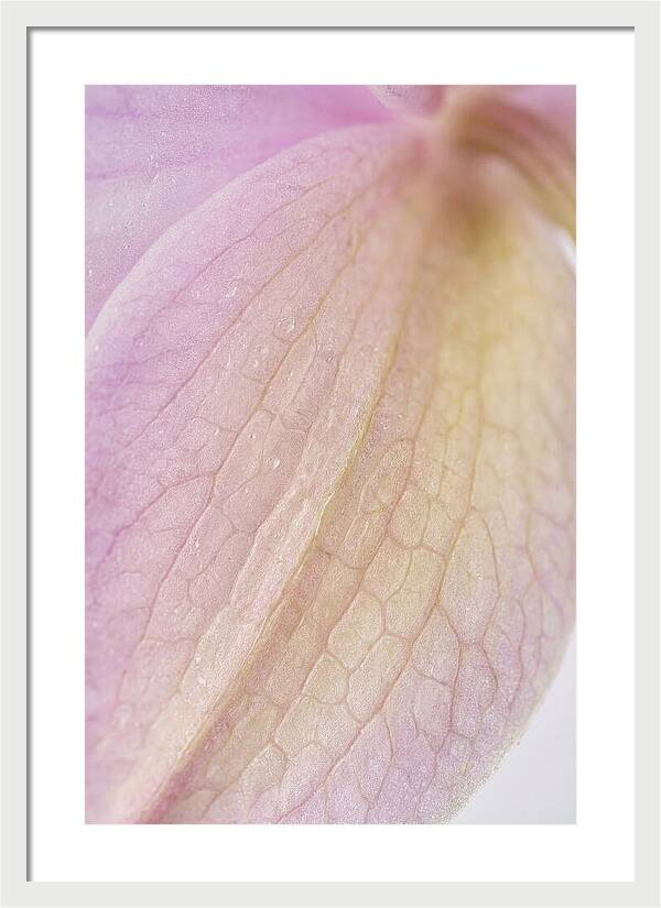 Orchid Petals In Soft Light