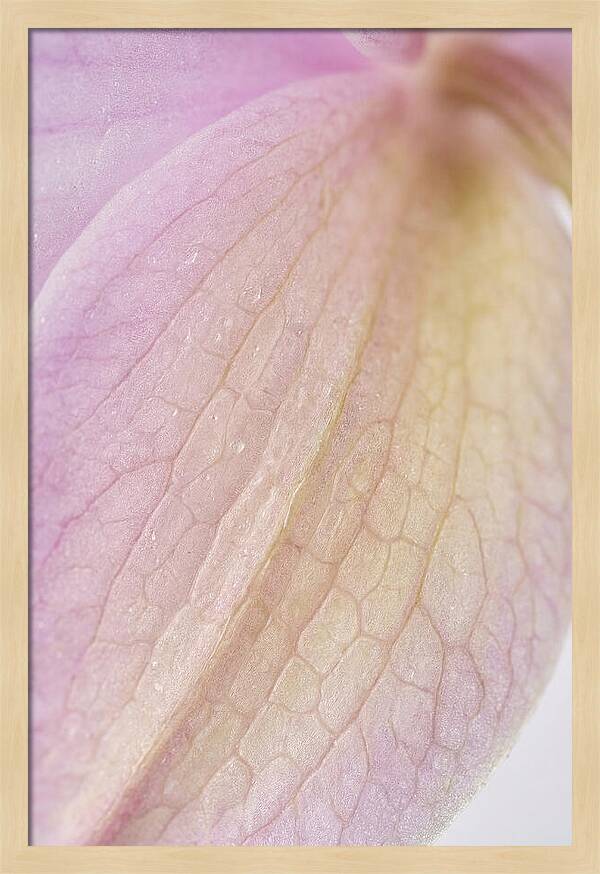 Orchid Petals In Soft Light