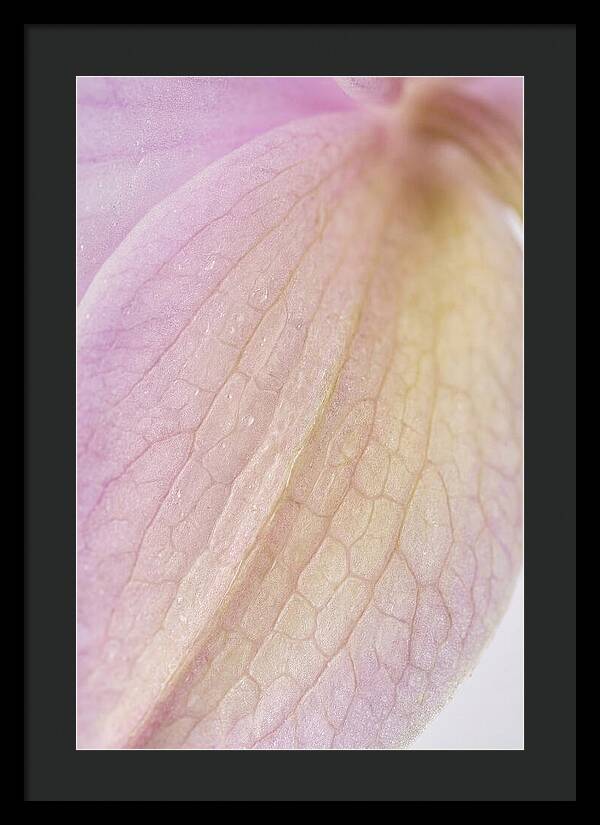 Orchid Petals In Soft Light
