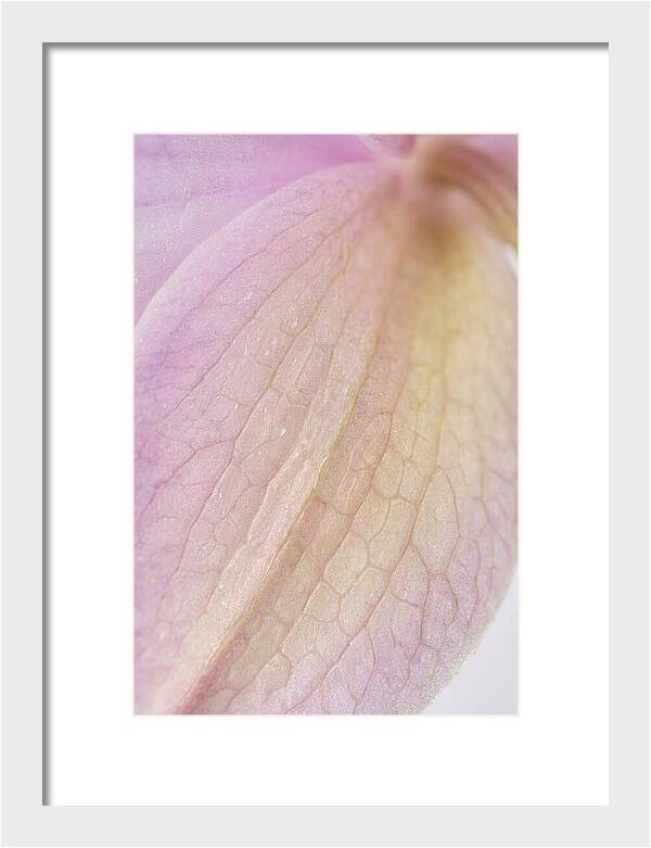 Orchid Petals In Soft Light