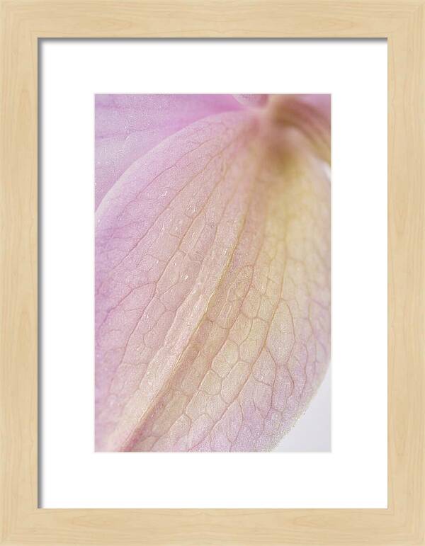 Orchid Petals In Soft Light