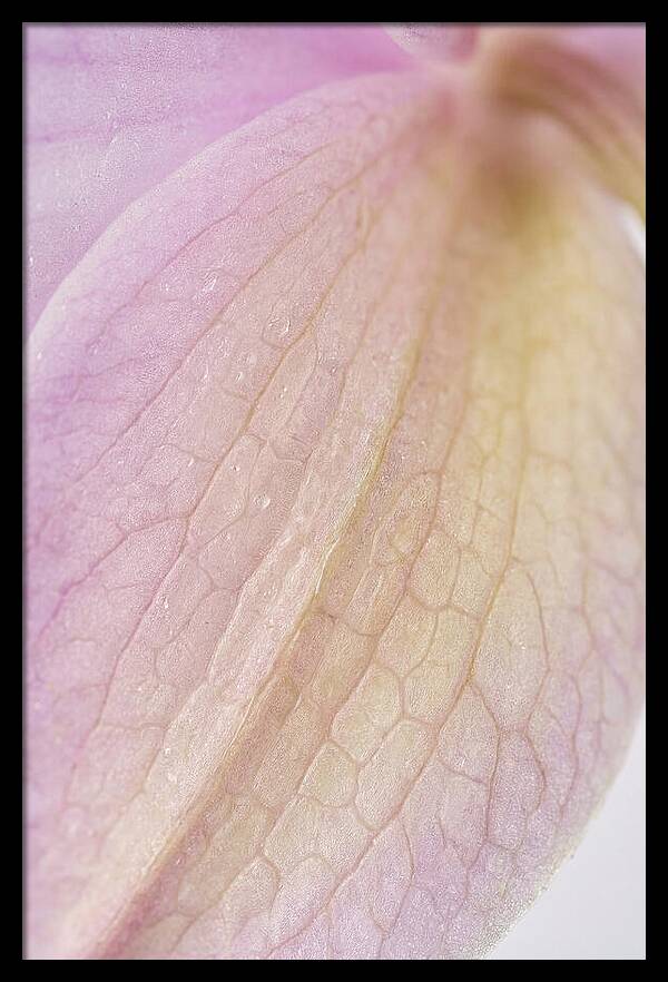 Orchid Petals In Soft Light