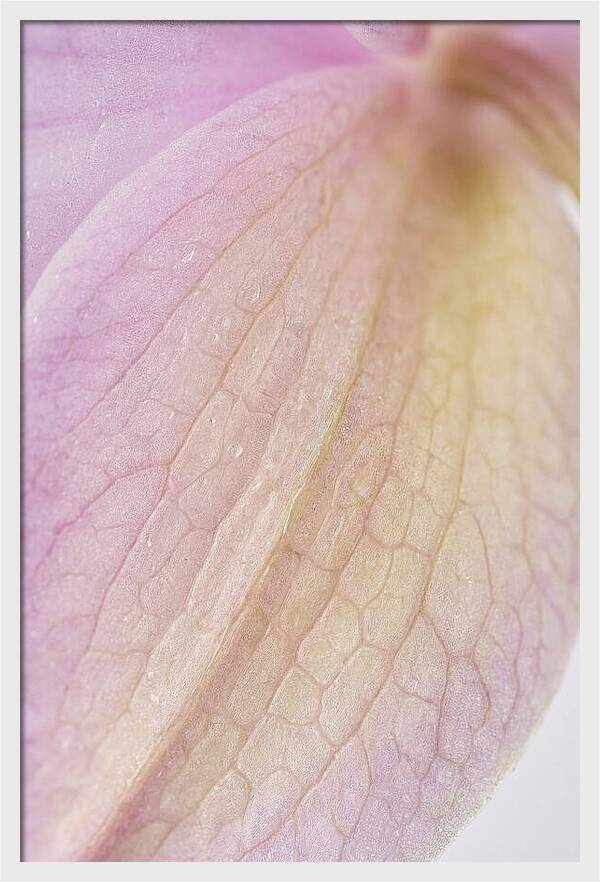 Orchid Petals In Soft Light