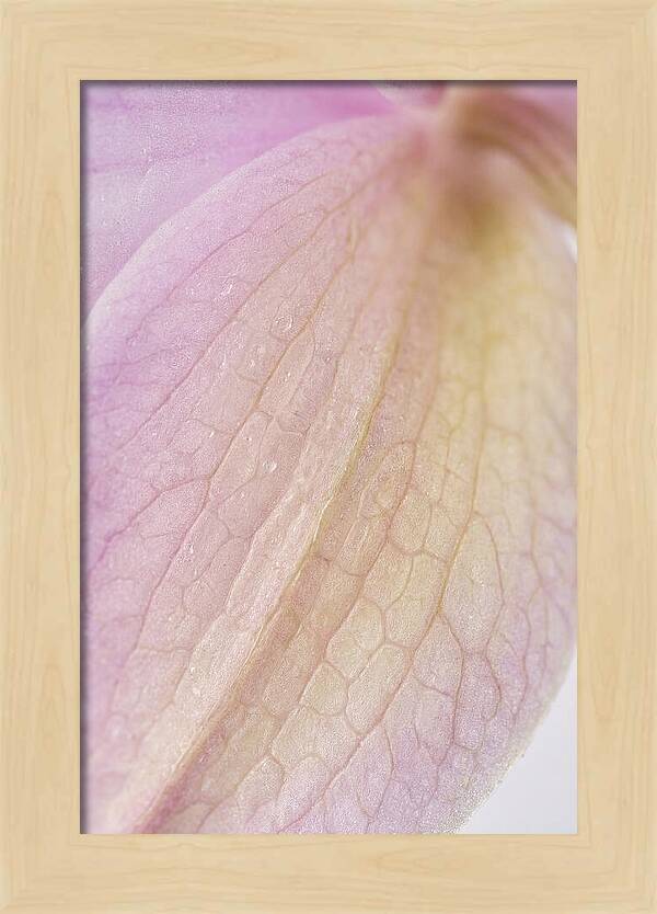 Orchid Petals In Soft Light