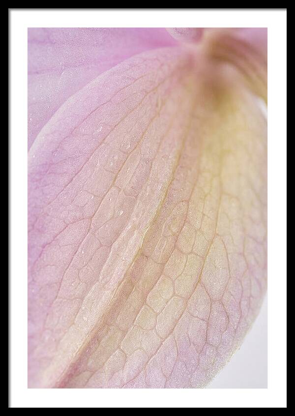 Orchid Petals In Soft Light