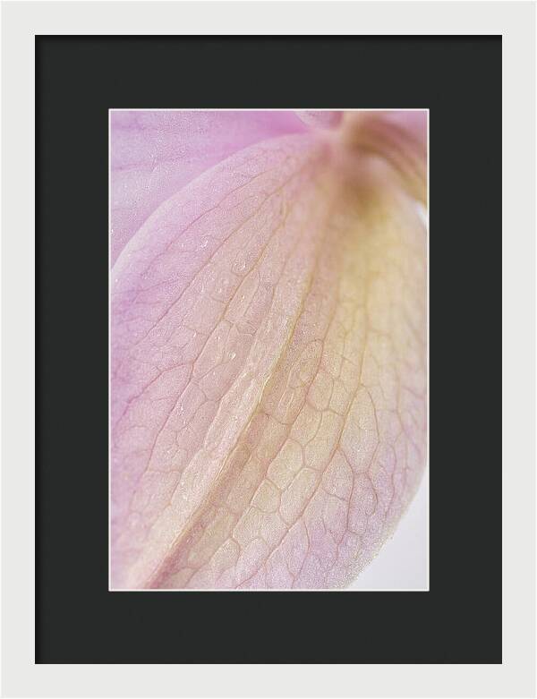 Orchid Petals In Soft Light