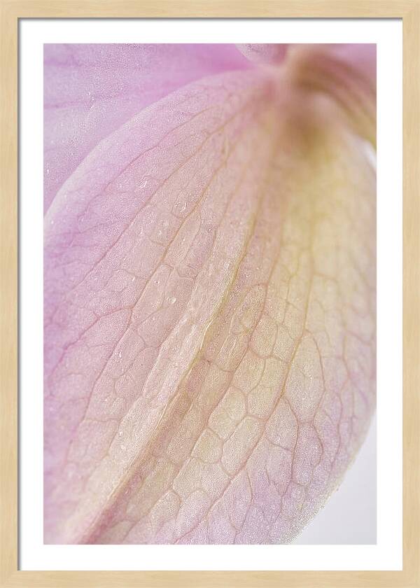 Orchid Petals In Soft Light